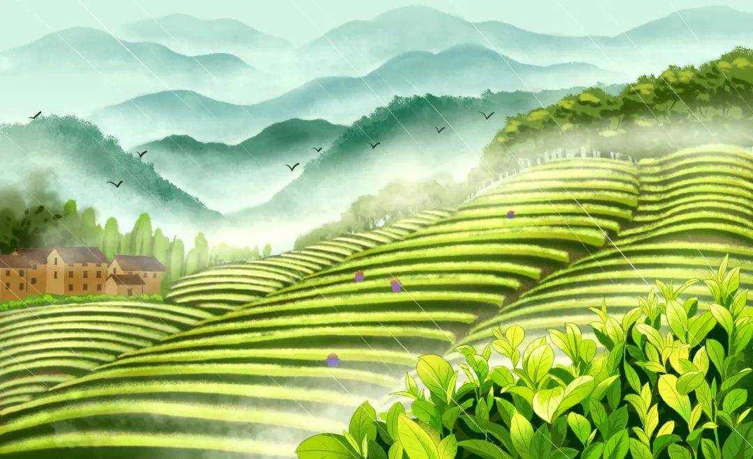 幼儿园_茶叶_春雨