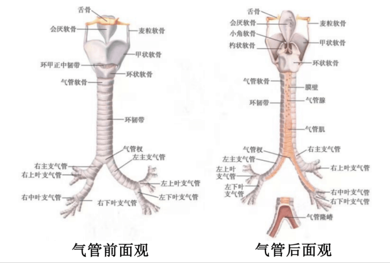 气管杈平对图片