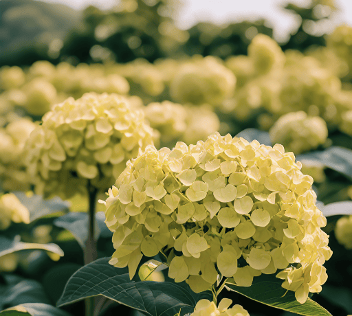 五彩缤纷的绣球花