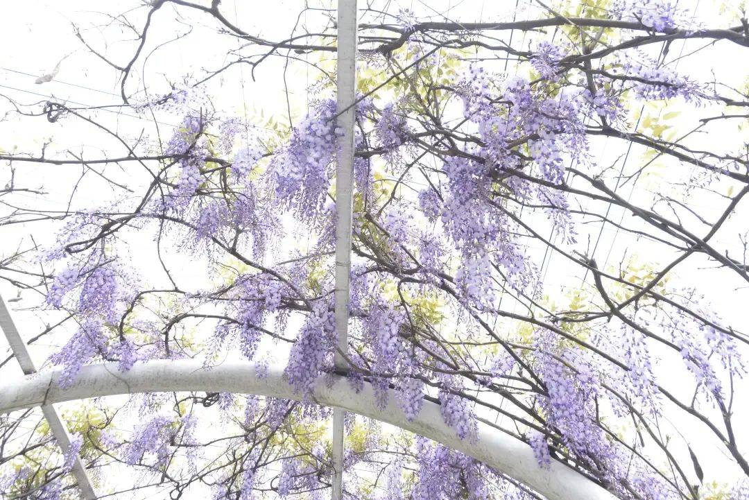 梦幻花海来袭四月许你一场顶流紫色童话