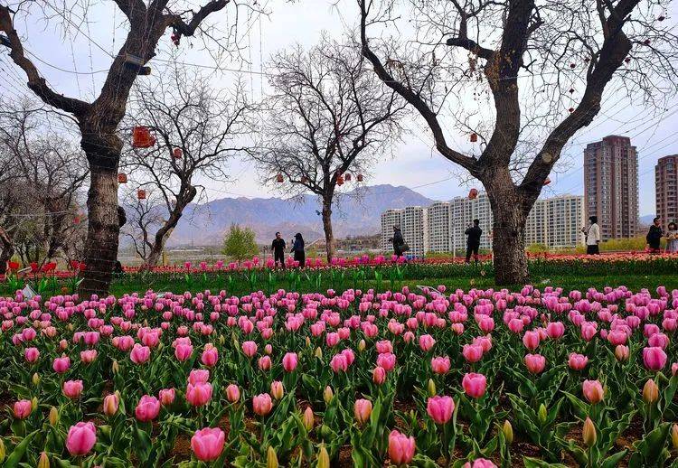 刘家峡花海图片