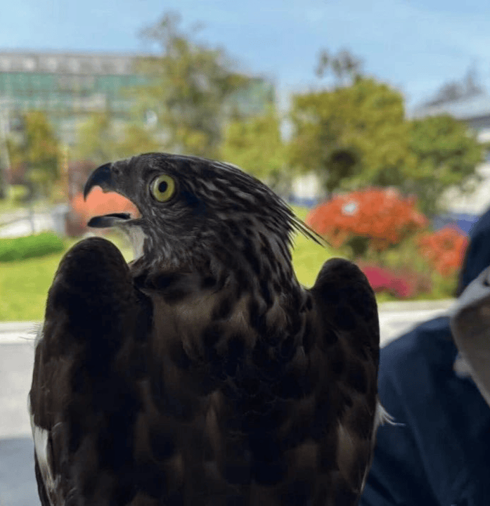 有人在海盐非法狩猎上万只黄大仙被杀害12人被抓还有2人捡到国家二级