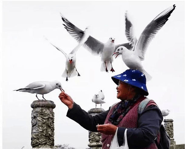 散文云南亲戚红嘴鸥