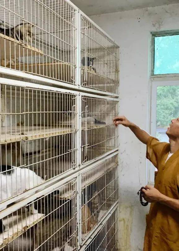 每个猫笼都是七平米的五层"小别墅",可供小猫上下攀爬;狗棚规模也扩张