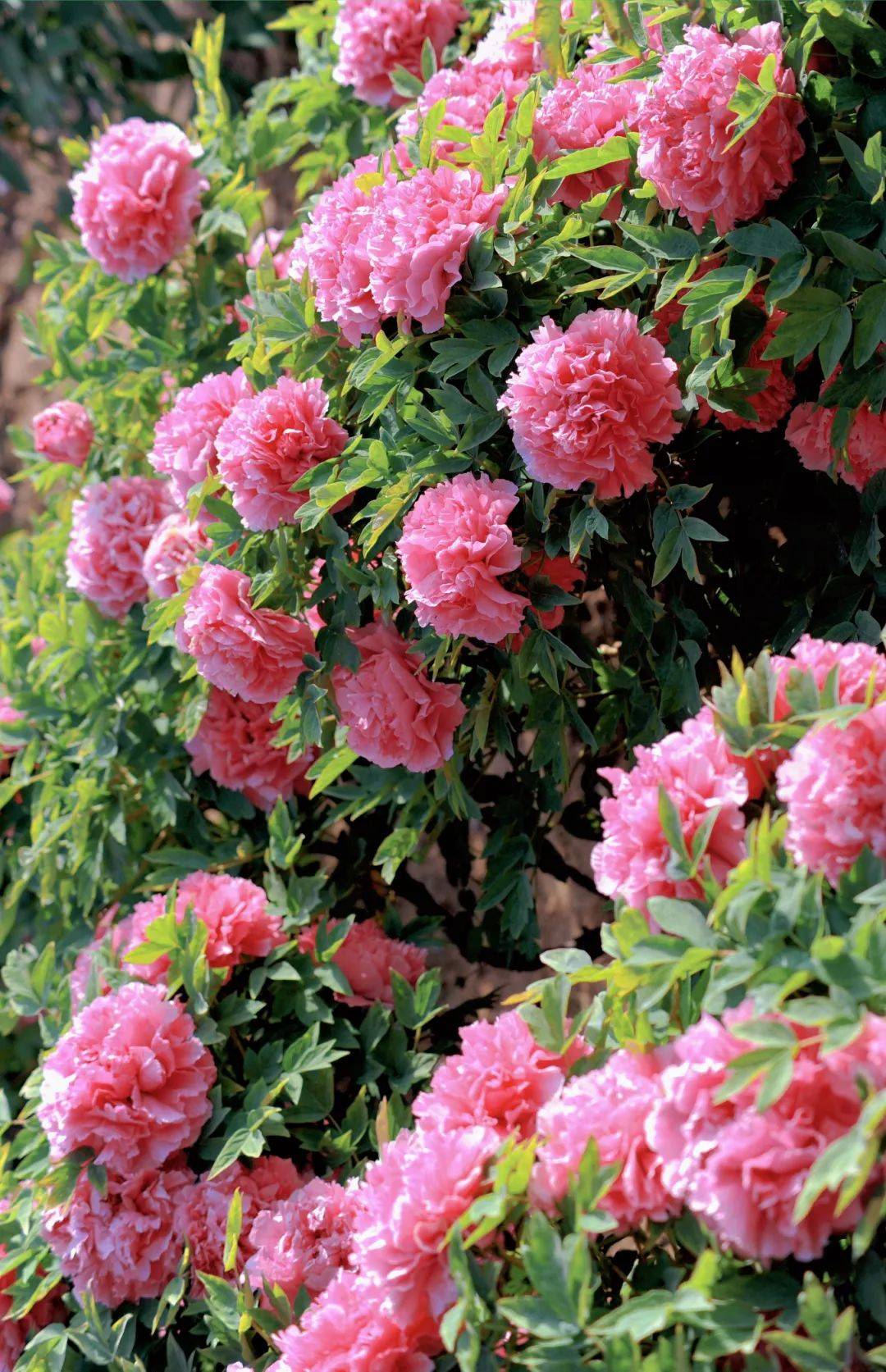 这是菏泽给的答案!_牡丹花_景区_品种