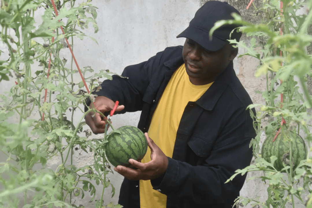 快看歪果仁来到仁风镇体验西瓜采摘乐趣