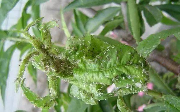 害虫打不掉一定有技巧10种高抗性害虫的用药防治方法