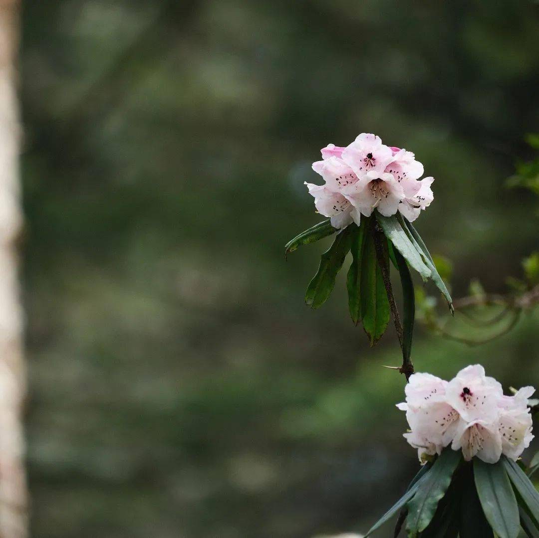 大招总是需要酝酿一下,峨眉山杜鹃赏花线路新鲜出炉!