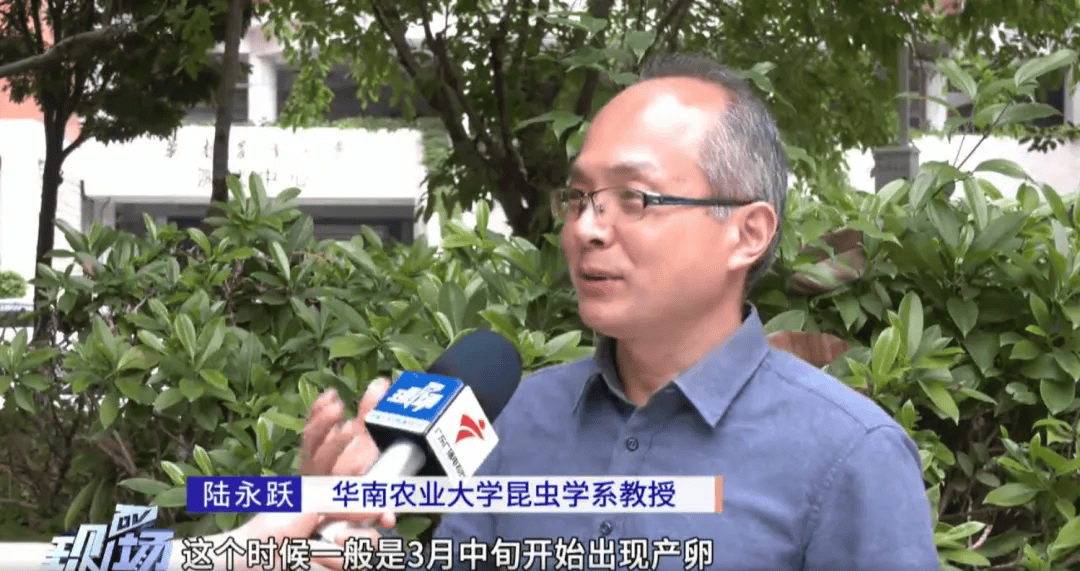 厦门已出现!快检查阳台衣服_虫卵_颗粒_绿色