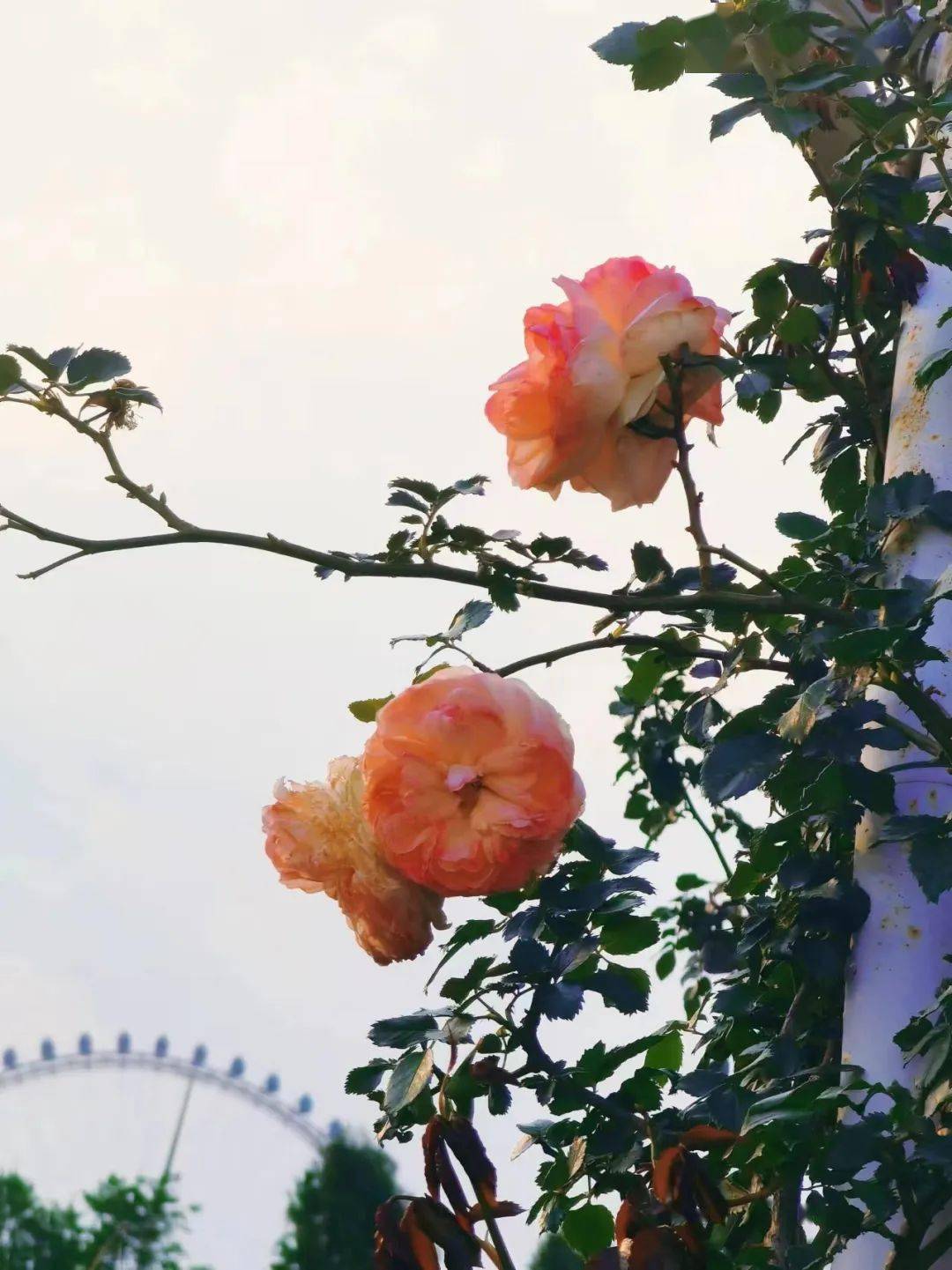 四月的浪漫现在出发刚刚好昆明大观公园与月季园均免费开放,无需门票