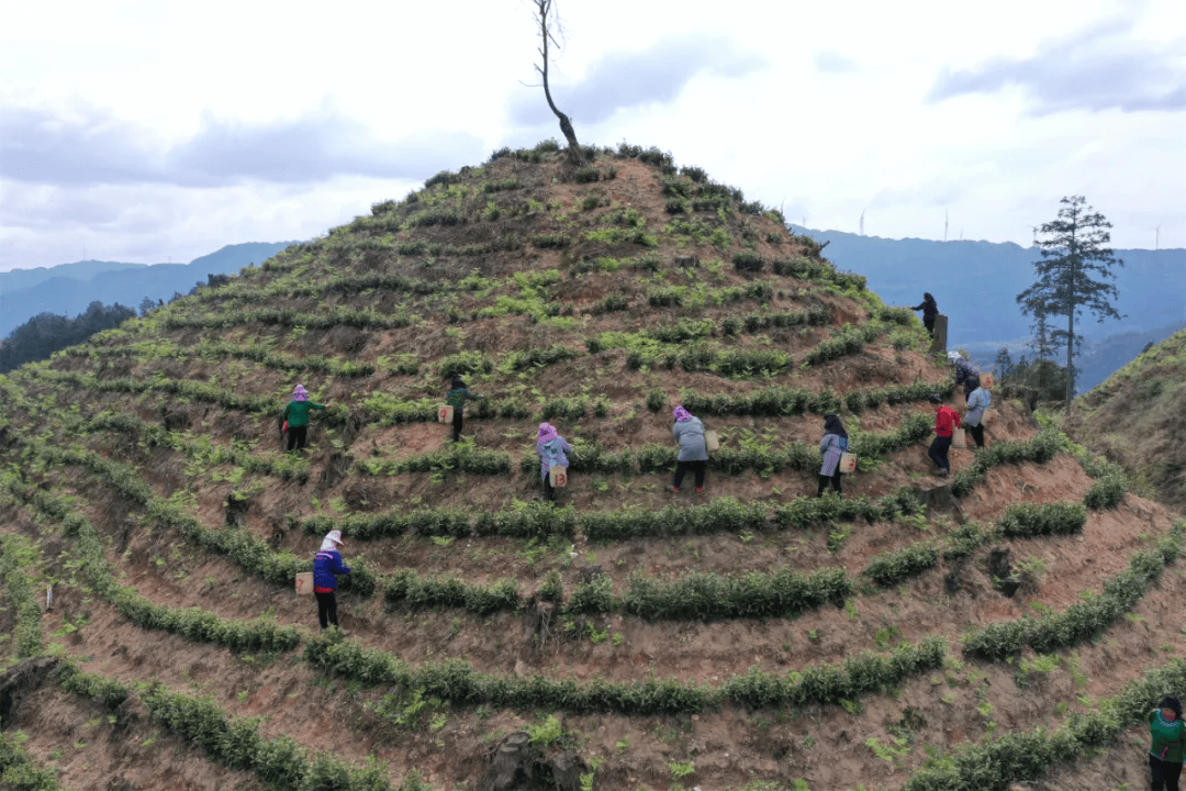 剑河县种下致富树催红产业花