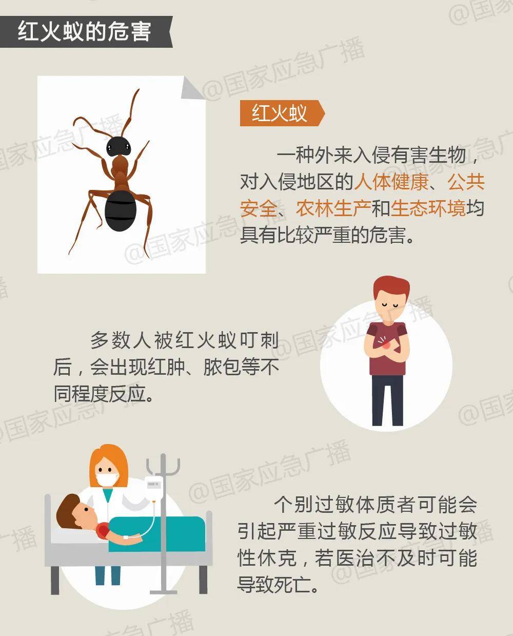 当心致命"毒蚂蚁"!