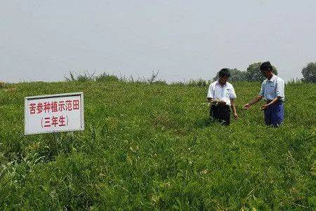 肉牛烂肺病你懂吗