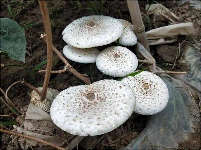 肉褐鳞环柄菇生长在针叶树林地上,以松树最为常见,在云杉,冷杉等树下