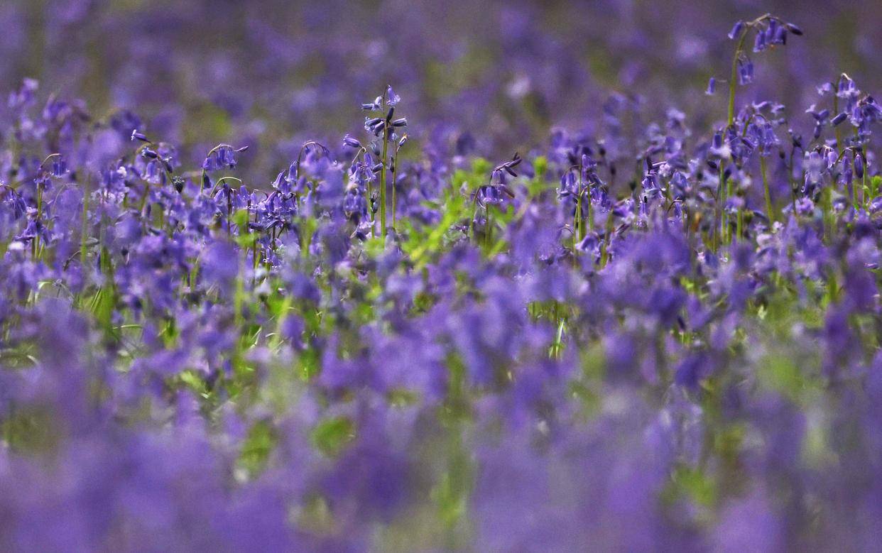 外代二线伦敦蓝铃花盛开