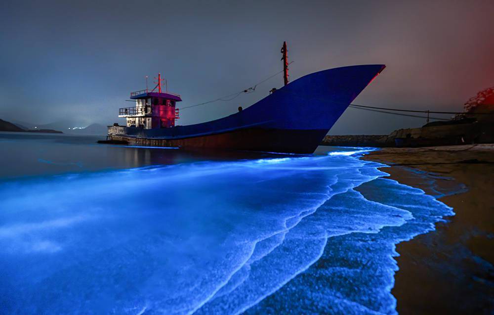 福建平潭海岸惊现"蓝眼泪"景观