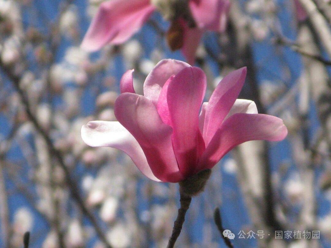 识花宝典来了快来考考你家孩子67