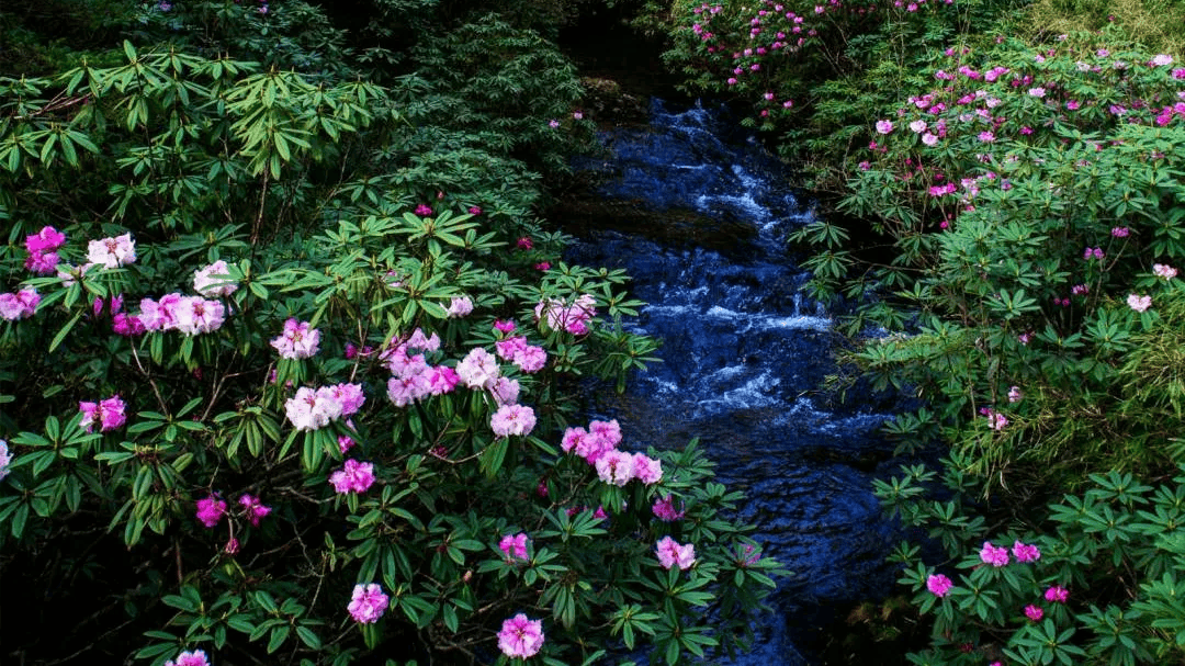 瓦屋山珙桐杜鹃季来啦!万亩高山花海,游十里醉美画廊
