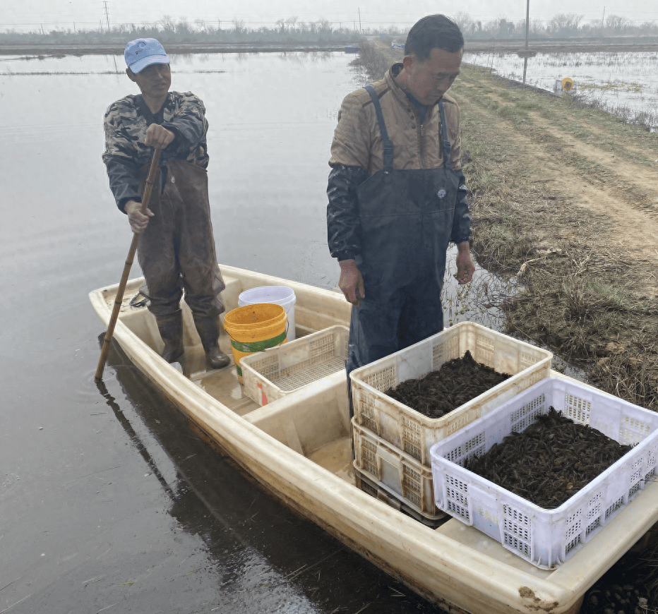 "大家把下水衣服穿好,车子已经来了,每个人分配一条船,在规定的水田里