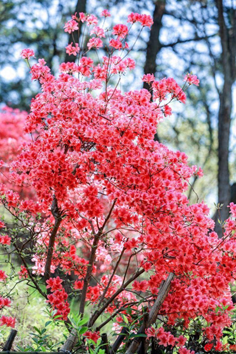看完蓝荆子,再来青岛大珠山景区二刷映山红,在万花丛中肆意欢笑