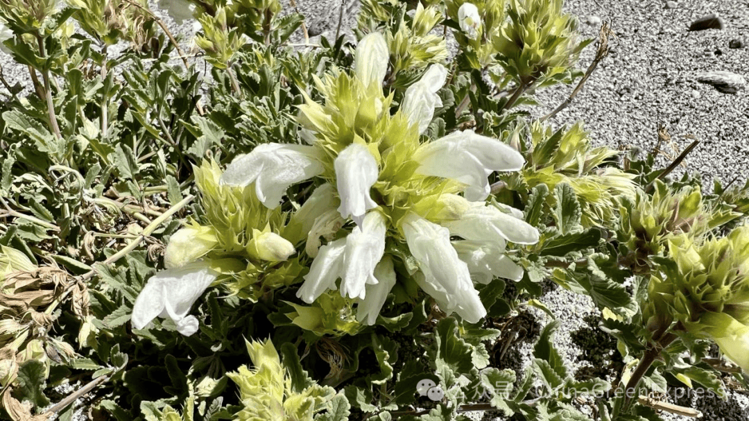 白花枝子花