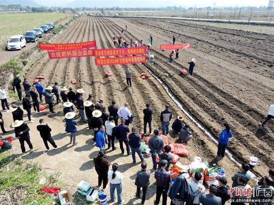 广农糖业博宣公司甘蔗入榨总量137万吨创十年来新高