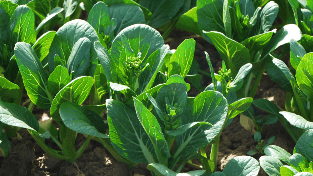 "走出去"的明星蔬菜宁夏菜心,迎来2024年第一茬采收季