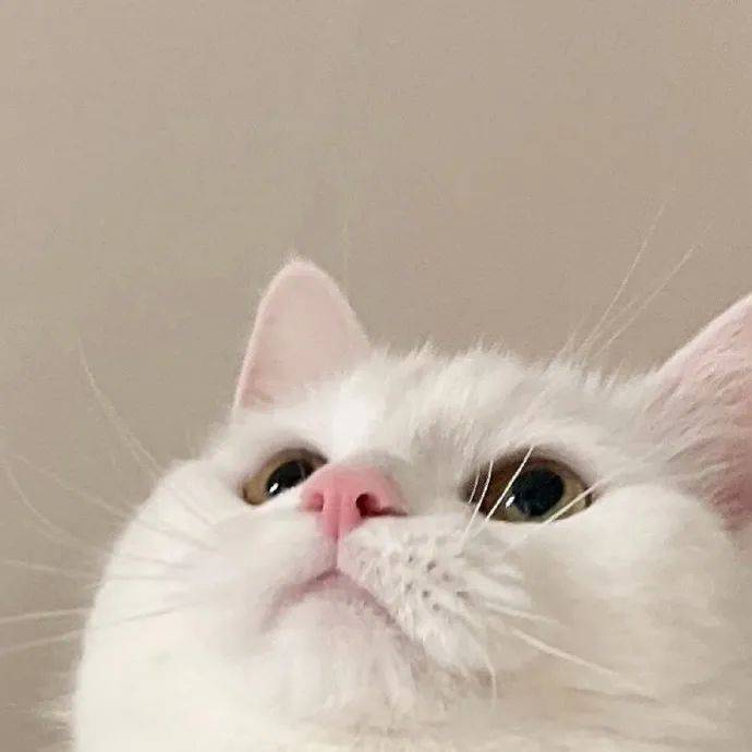 头像我带着头像又又又来啦676767