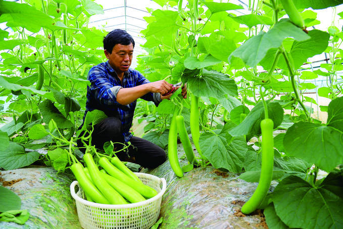 高淳桠溪街道:瓠子采收上市 亩产上万公斤_种植_大棚_都市