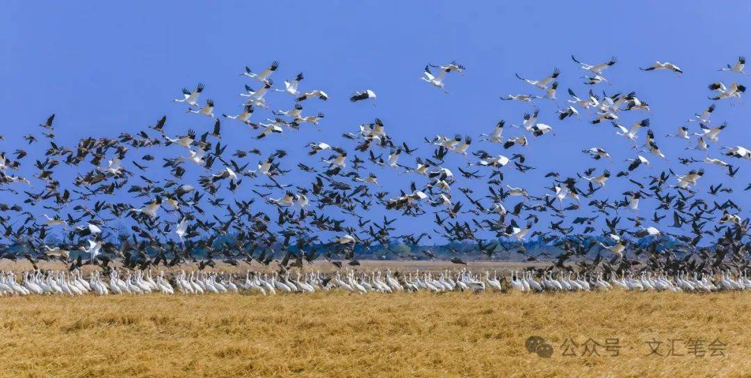 插旗洲,飞鸟还 | 罗铮_白鹤_候鸟_鄱阳湖