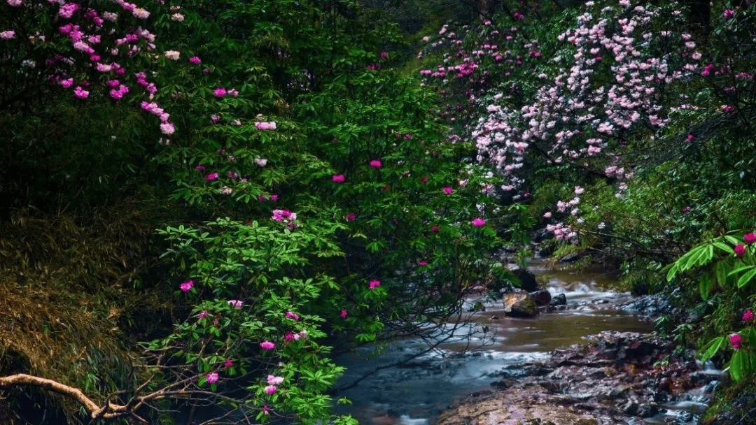 瓦屋山珙桐杜鹃季来啦!万亩高山花海,游十里醉美画廊