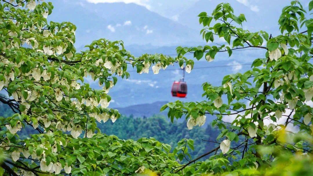 瓦屋山珙桐杜鹃季来啦!万亩高山花海,游十里醉美画廊