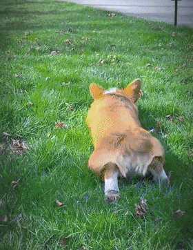 小柯基趴着等小主人放学背影像极了小兔子也太可爱了吧