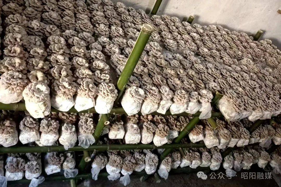 盘河头寨村试种成功白参菌_昭阳区_种植_氨基酸