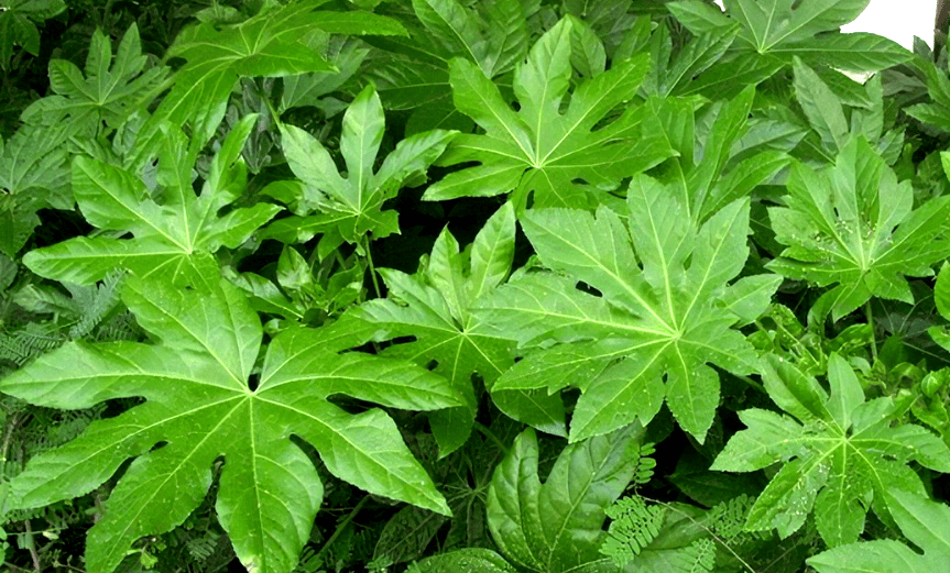 遛娃指南这些小区的花花草草叫