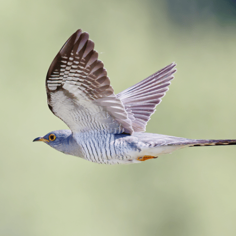 清逸翛然的气质翩然而至谷雨节气迎来春季的最后一个节气北京时间04月