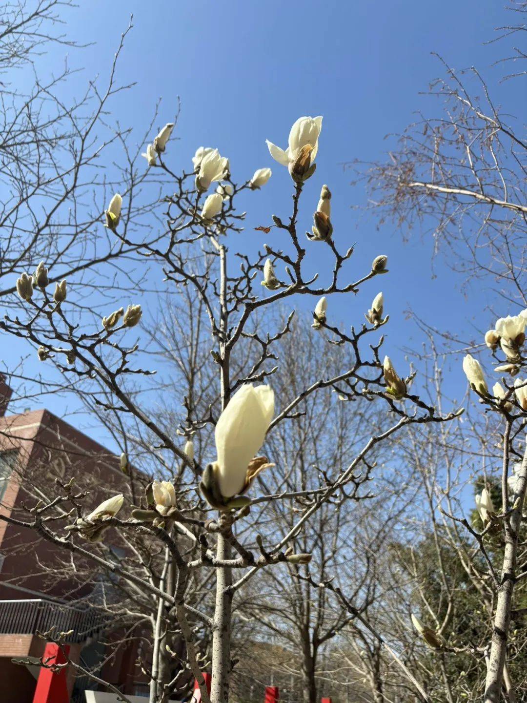 浩529班--  齐思远523班__杨鑫淼在春日里相遇你嗅到第一缕春的气息了