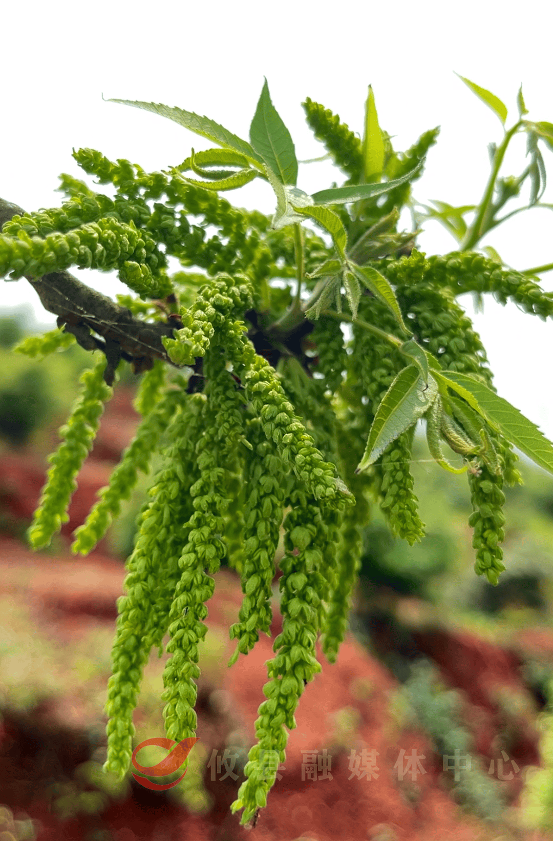 攸县:小小碧根果 致富新希望