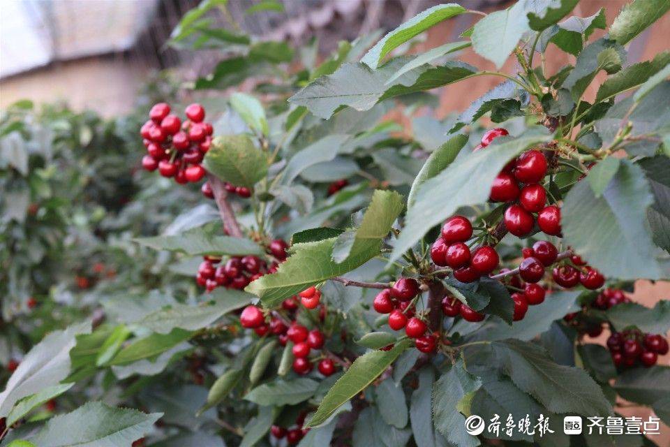 大棚的主人王茂波介绍,今年他的樱桃长势很好,可以说是这几年最丰产的