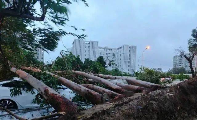 雷雨大风突袭,汕头一排树木倒伏,多路段积水