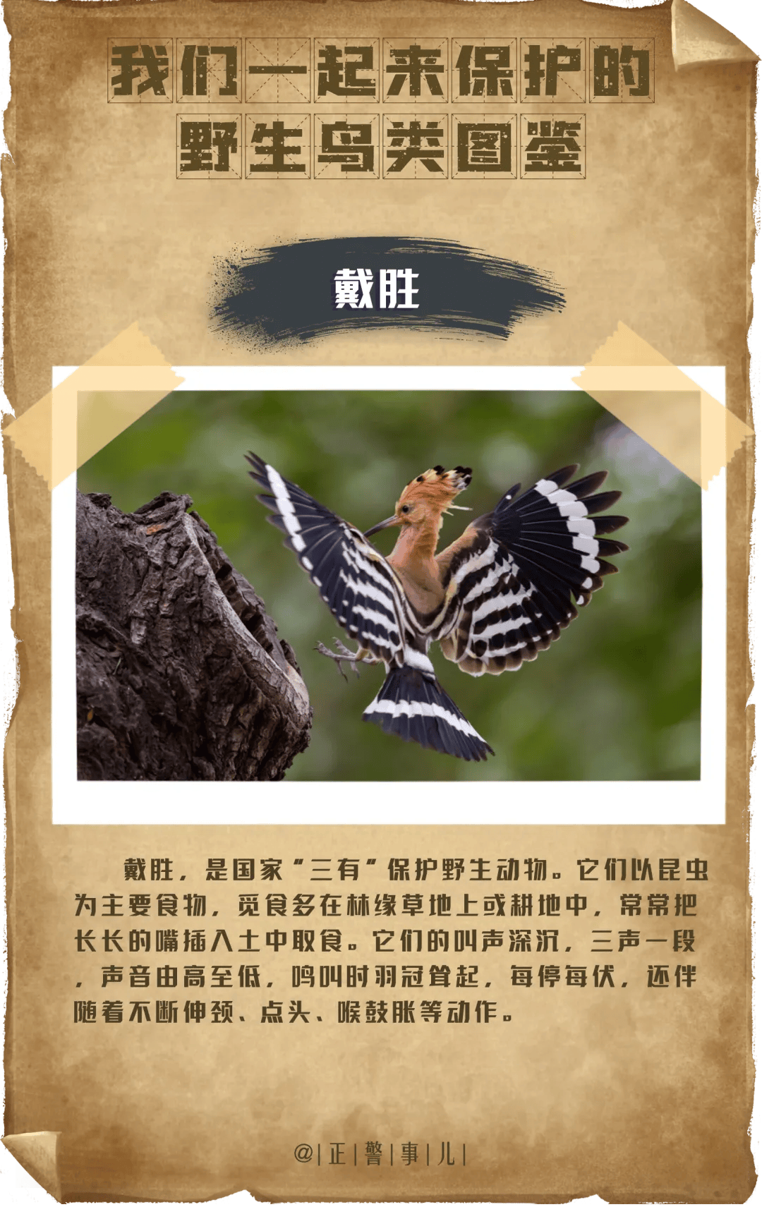 2021年2月5日,新国家重点保护野生动物名录正式公布,新增517种(类)