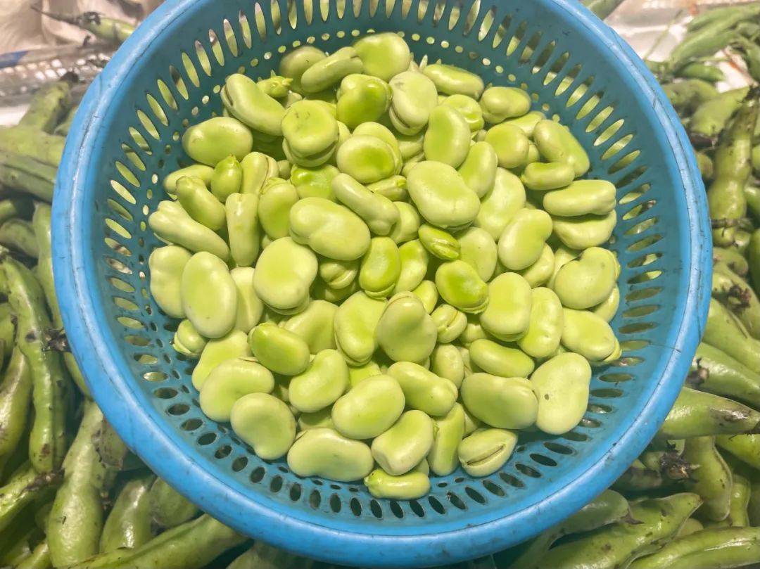 今天你吃了吗?_蚕豆_南通_农业