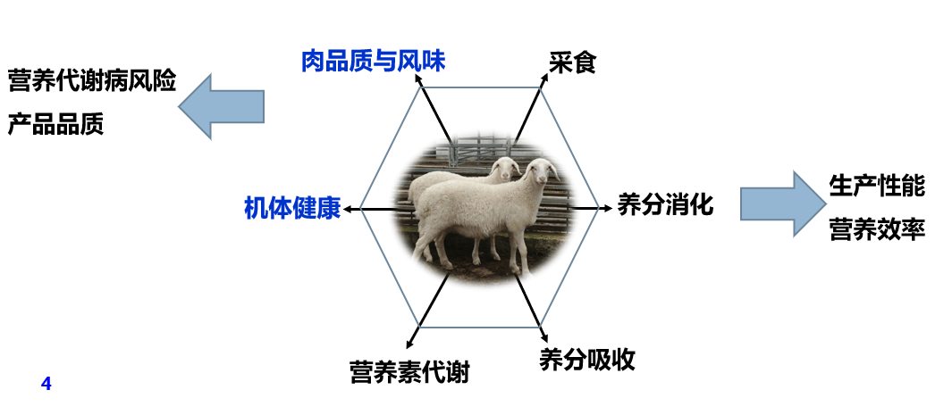 颐和论坛2024——营养创新与健康养殖大会4月16日上午听课笔记