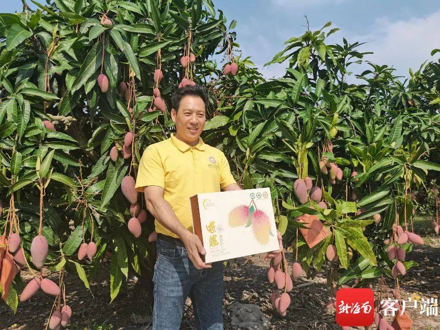 国家级名录！海棠芒果又“出圈”啦！
