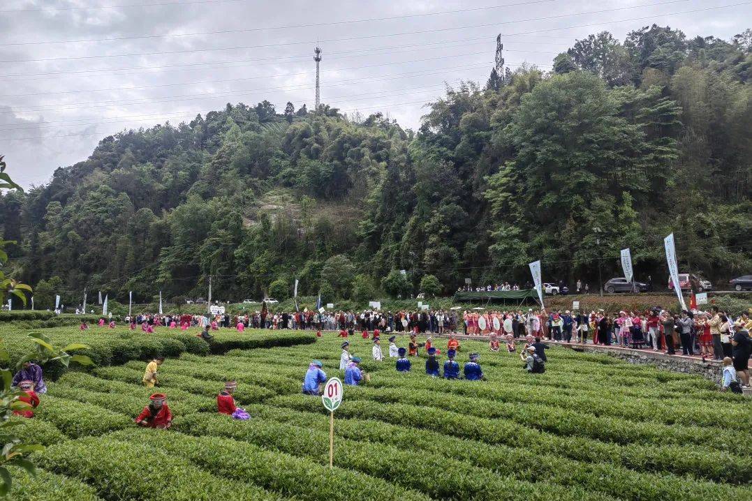 侗情芭蕉 漫游茶境——恩施市枫香坡侗族风情寨首届赶歌会盛大启幕