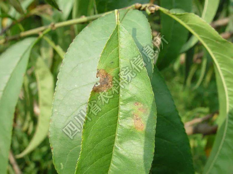 【赣南种植】今年4月天气多变,千万注意防治桃树灰霉病!
