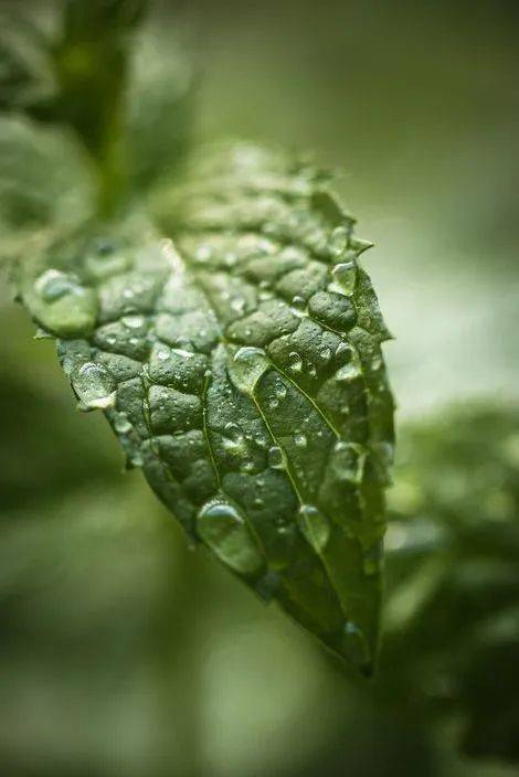 美拉德之后,"薄荷曼波"又火了_绿色_香气_家居