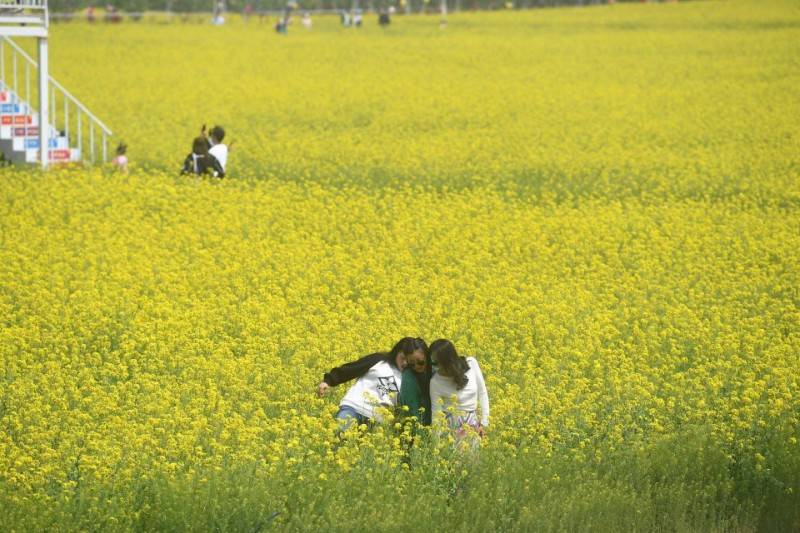 北京丰台区王佐镇二百亩油菜花海盛放