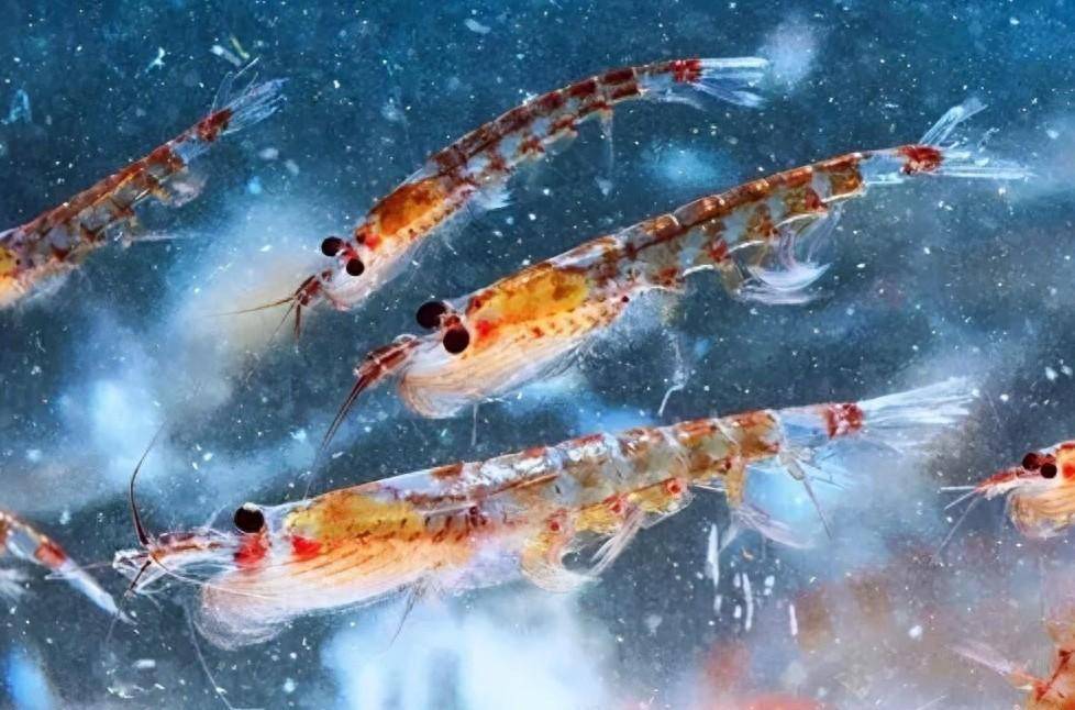 南极磷虾:10亿吨的"海上金矿",中国或是最大受益者,为什么?