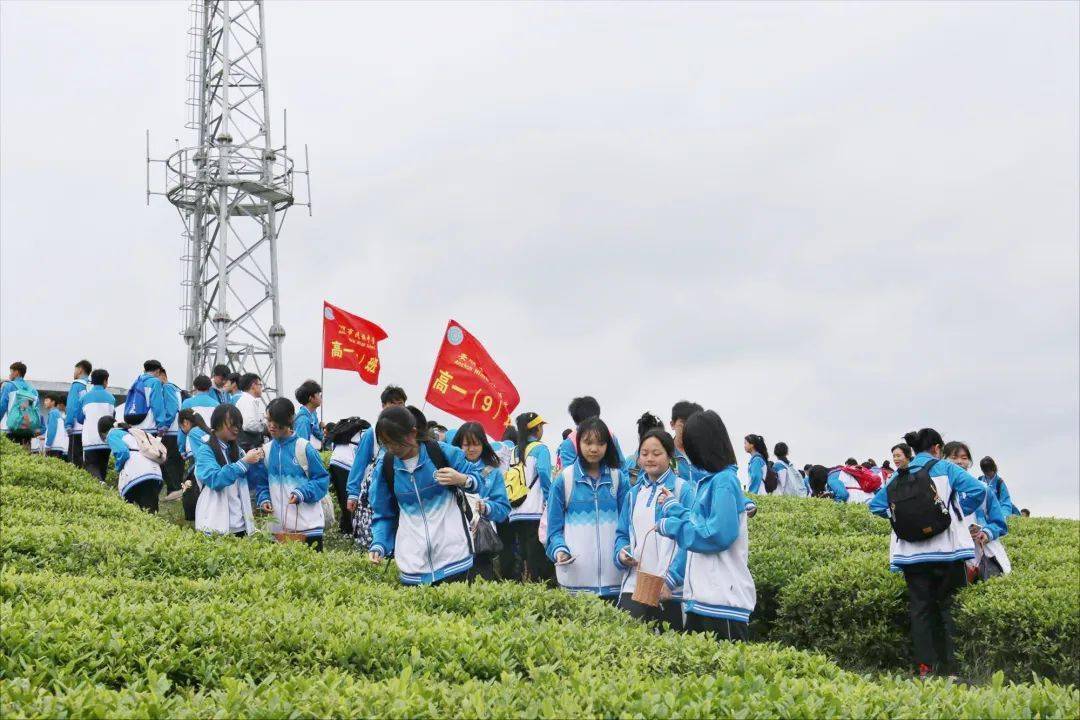 安顺市民族中学开展"茶文化"研学活动
